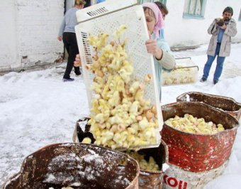 Шок: в Курске миллион живых цыплят залили водой на морозе