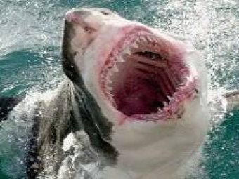Ученые назвали возможную причину нападения акул в Египте