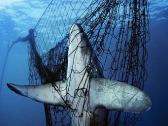 В Шарм-эль-Шейхе установят сети от акул