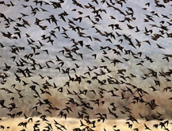 В Арканзасе на Новый год прошел "дождь" из тысячи мертвых птиц