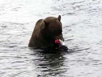 В зоопарке Ставрополя медведь загрыз человека