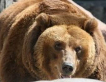В Приморье проникший в школу медведь набросился на милиционеров