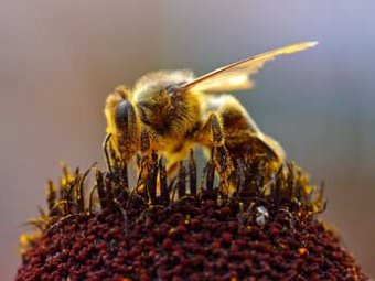 Ученые: вымирание пчел приведет к гибели человечества