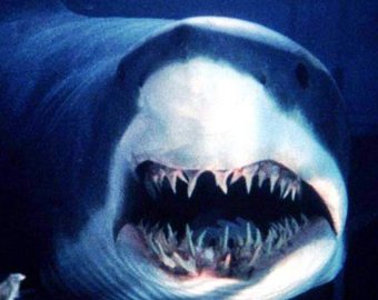 На мексиканском курорте акула покалечила туристку
