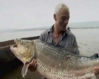 Рыбак поймал в реке Конго огромную пиранью