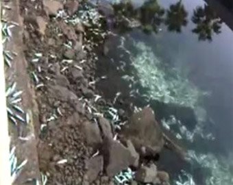 Массовый случай гибели рыб произошёл у берегов Калифорнии
