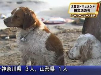 Ролик о верности японских собак покорил YouTube