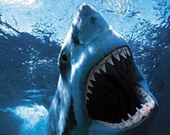 В Мексике акула напала на россиянку