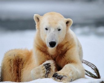 Самый известный медведь в мире внезапно умер на глазах поклонников