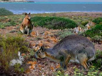 В Испании обнаружен гигантский ископаемый кролик