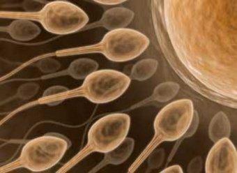 Ученые получили первые сперматозоиды «в пробирке»