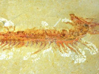 Найден морской обитатель возрастом 525 миллионов лет