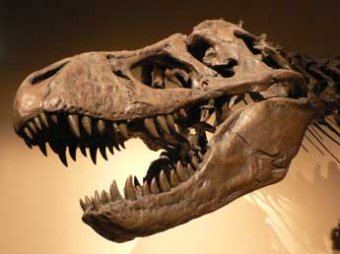 Ученые: кариес мог привести к гибели динозавров