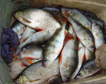 Медведев оставит рыбалку бесплатной