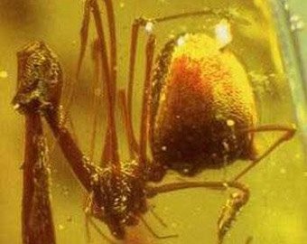 В Китае ученые нашли гигантского ископаемого паука