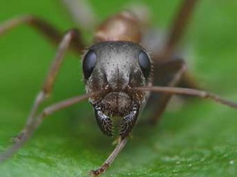Американские ученые нашли окаменелого муравья-гиганта
