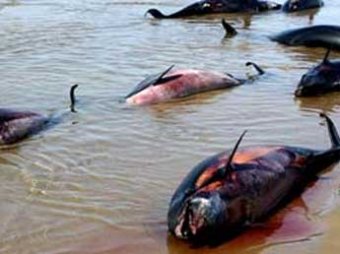 Около 30 дельфинов убито браконьерами под Анапой