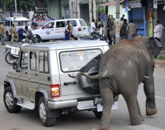 В Индии два слона устроили погром на рынке: один человек погиб
