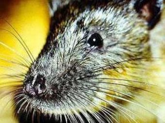 Крысы-мутанты загрызли двух младенцев в Африке