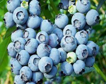 В Москву завезли радиоактивные ягоды