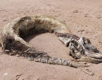 В Шотландии на берегу найдено неизвестное морское чудовище
