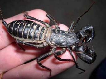 Ученые обнаружили древний вид насекомых – насекомых-франкенштейнов