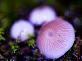 Ученые обнаружили светящиеся грибы, при свете которых можно читать книгу