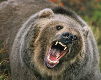 В Красноярском крае медведь загрыз женщину
