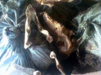 Под мостом в Питере нашли свалку сваренных собачьих черепов