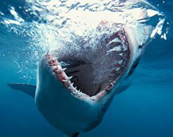 В Приморье рыбаки поймали двухметровую акулу