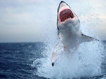 У побережья Приморья акула вновь напала на человека