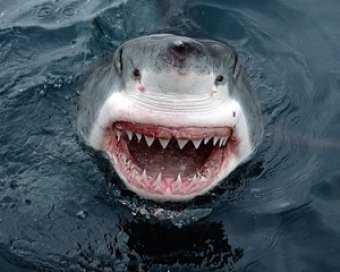 Ученые объяснили, почему акула стали нападать на человека