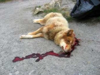 В Ленобласти военнослужащие подозреваются в массовом расстреле собак