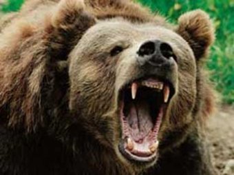 На Камчатке застрелили семью медведей-людоедов