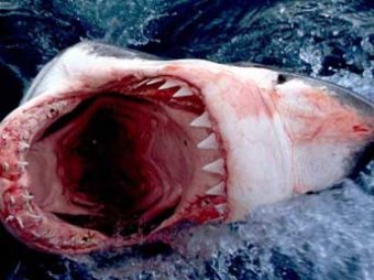 На Сейшелах акула растерзала новобрачного в медовый месяц на глазах у жены