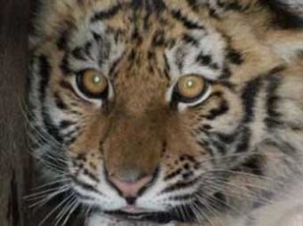 Сбежавшую из зооцентра в Приморье опасную тигрицу ищет спецотряд «Тигр»