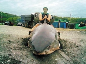 СМИ: пойманная в Приморье "для Путина" 5-метровая акула-людоед оказалось "уткой"