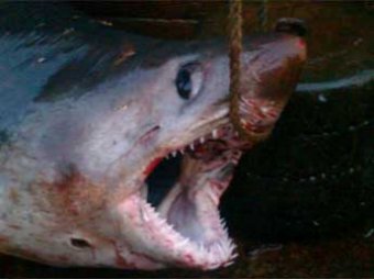В Приморье поймали двухметровую акулу