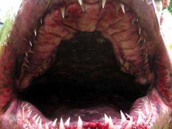 Огромная акула поймана у детского лагеря в Приморье