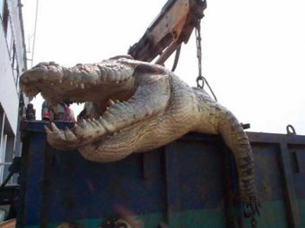 На Филлипинах поймали мега-крокодила весом в 1 тонну
