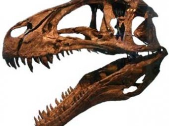В Европе найден самый полный скелет динозавра