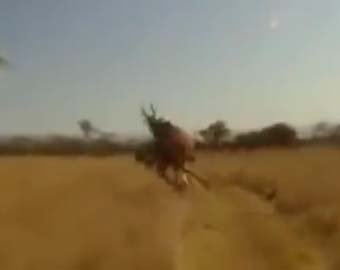 Видео столкновения спортсмена с оленем взорвало Интернет