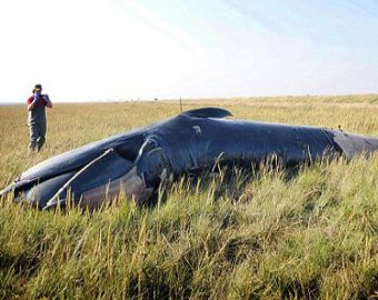 В Англии посреди поля обнаружили мертвого кита