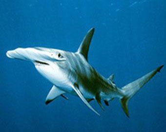 Белые акулы устроили роддом в Приморье