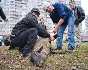 Во Владивостоке на Курбан-Байрам состоялся публичный забой скота