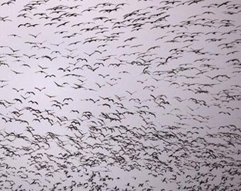В США об асфальт разбились тысячи водоплавающих птиц
