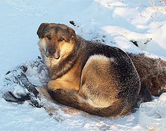 Верность якутского пса впечатлила весь мир