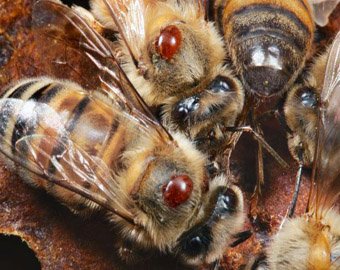 Ученые раскрыли тайну массовой гибели пчел по всему миру