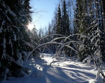 В Свердловской области подросток, заблудившись, погиб в лесу