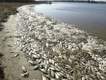 Экологи: вся рыба на Земле исчезнет уже через 40 лет